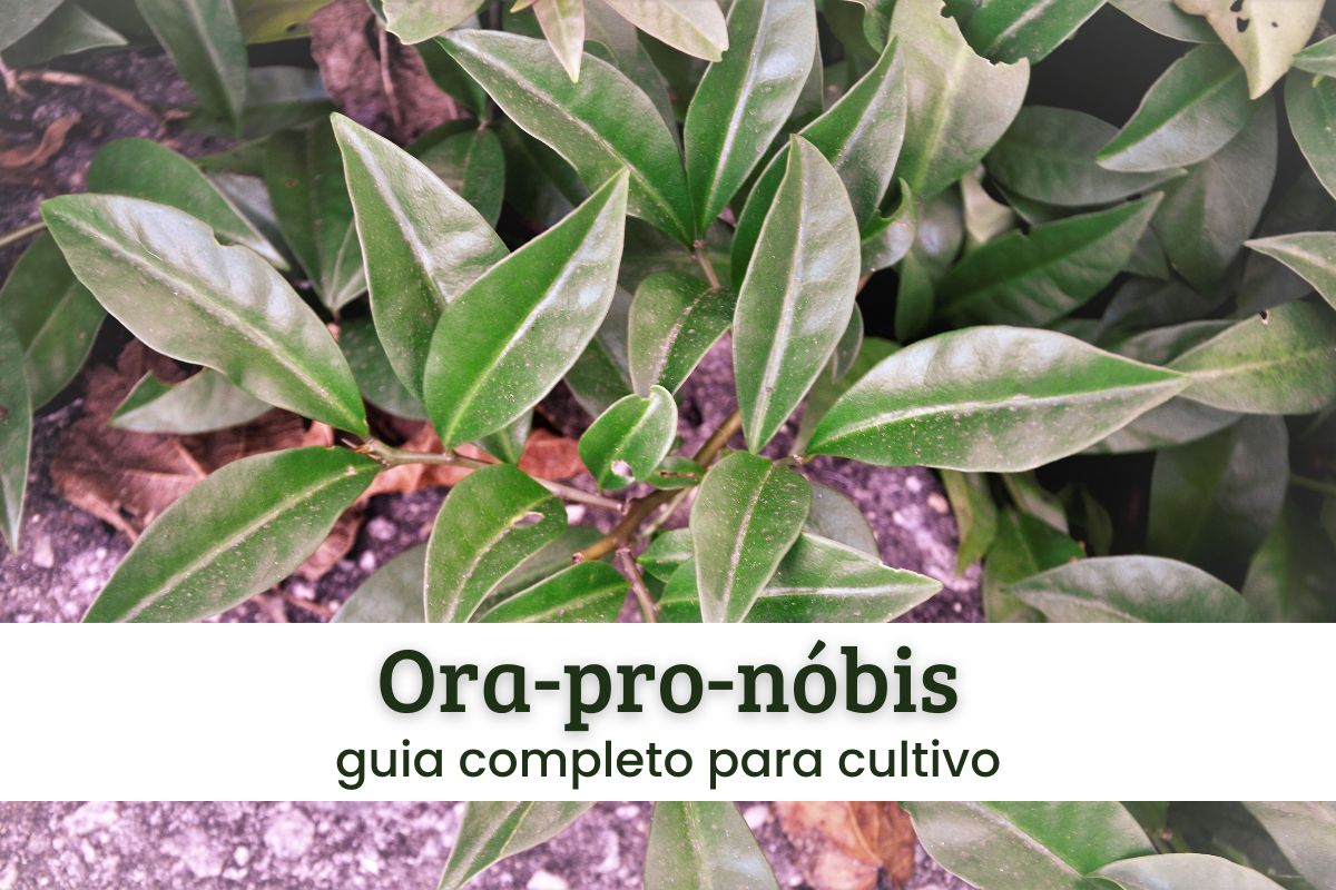 Ora-pro-nóbis: Guia Completo para o Cultivo - Horta Jardim e Cia