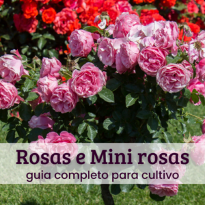 Rosas e mini rosas.