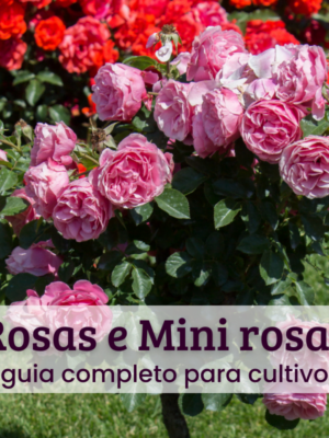 Rosas e mini rosas.
