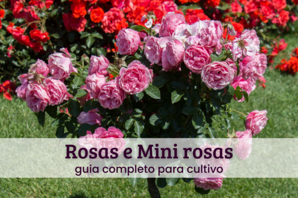 rosas e minirrosas (4) Rosas e mini rosas.