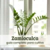 zamioculca (1) zamioculca