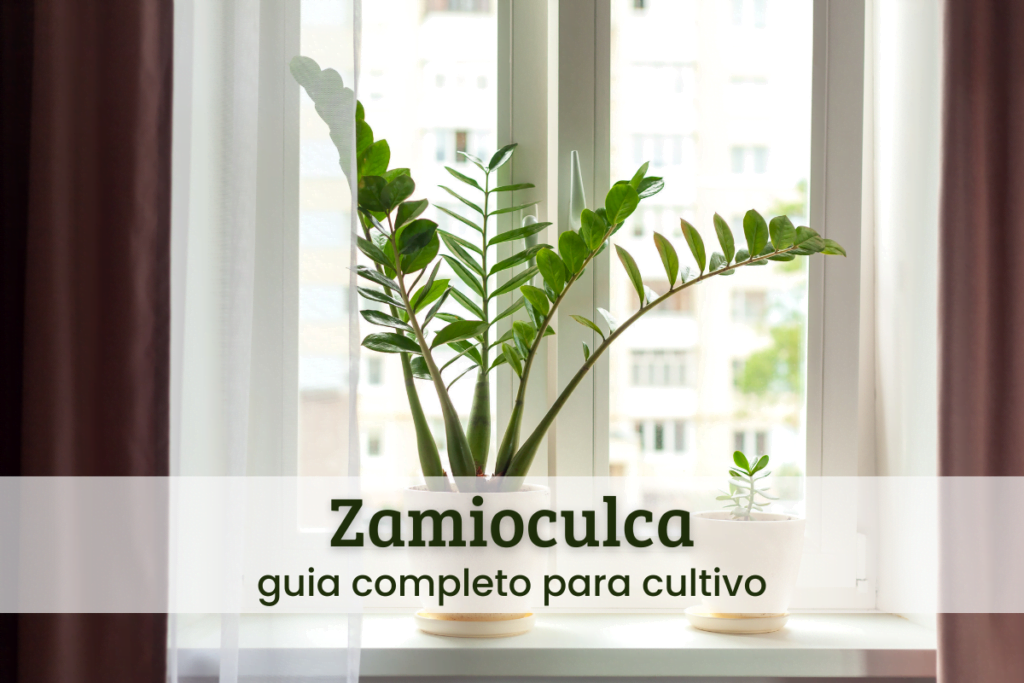 Loja 13 zamioculca