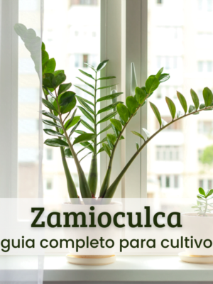 zamioculca