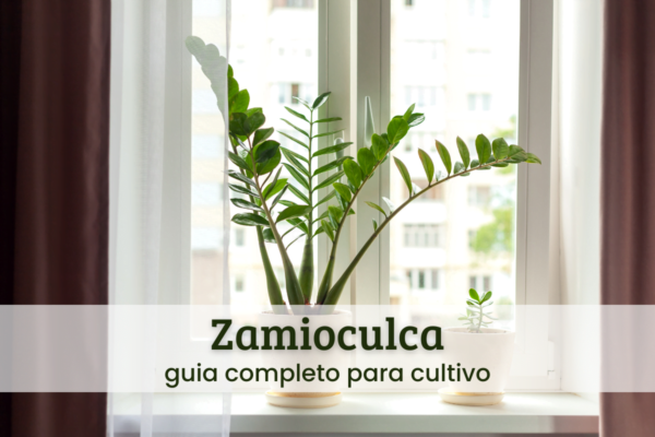 zamioculca (1) zamioculca