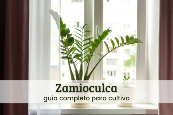 zamioculca (1) zamioculca